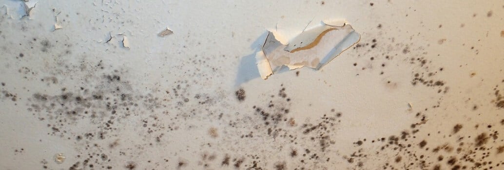 Black Mold In Bathroom Health Hazard bathroom mold growth | identification & removal - environix Black Mold In Bathroom Health Hazard bathroom mold growth | identification & removal - environix