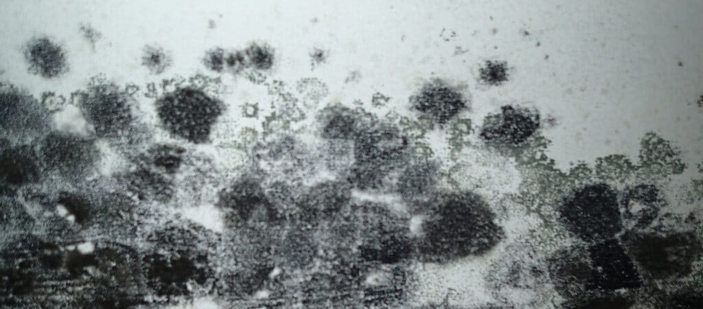 Heavy black mold on wall