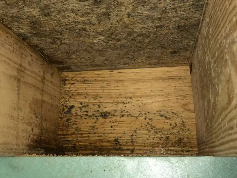 Mold growth on subfloor in crawl space. 