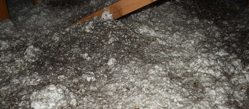 Black mold on attic insulation.