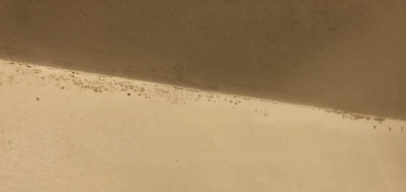 Black mold growth on bathroom ceiling. 