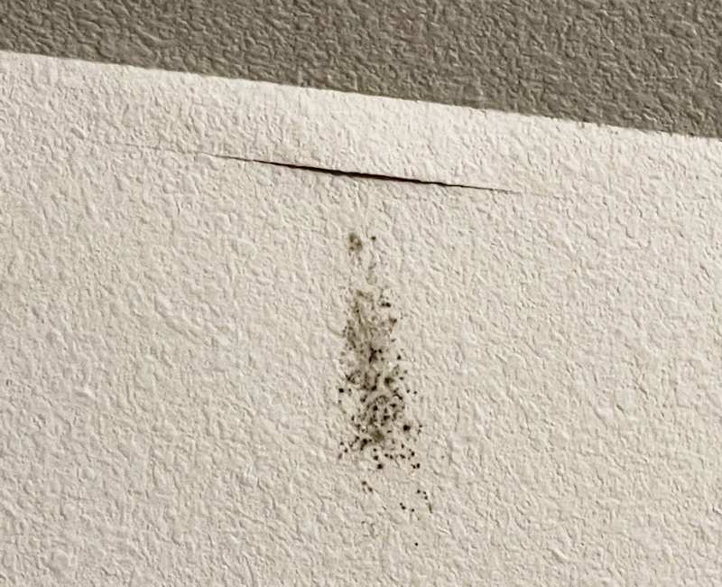 Black mold growing on wall.