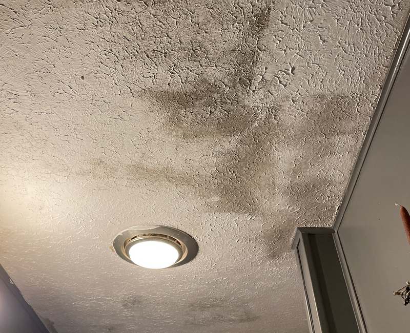 Black mold growing on bathroom ceiling