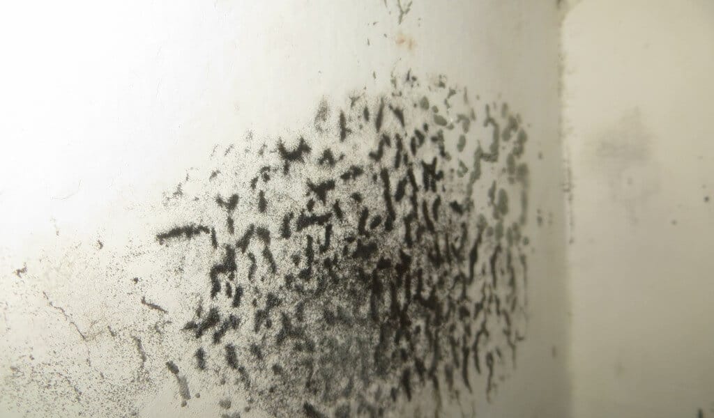 Mold Growth