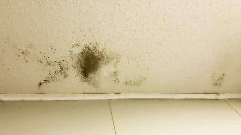 Ceiling Mold Growth Learn The Cause And How To Prevent It Environix - Yellow Drips On Bathroom Walls