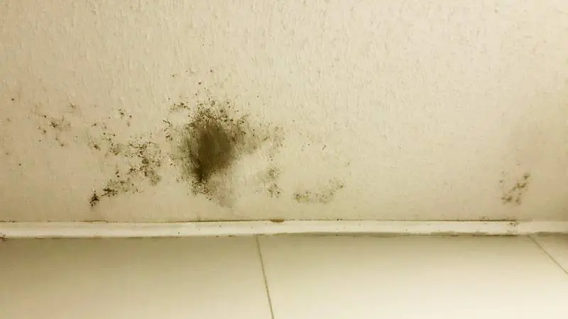 Ceiling Mold Growth Learn The Cause And How To Prevent It Environix - Why Is There Black Mold On My Bathroom Ceiling