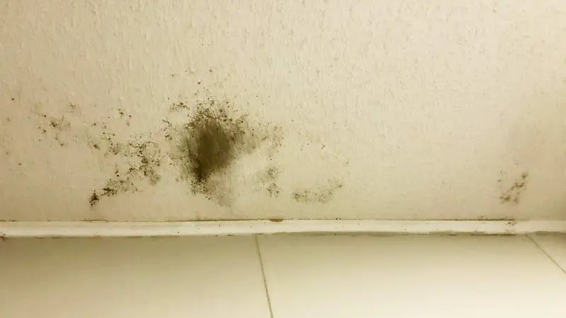 Ceiling Mold Growth Learn The Cause