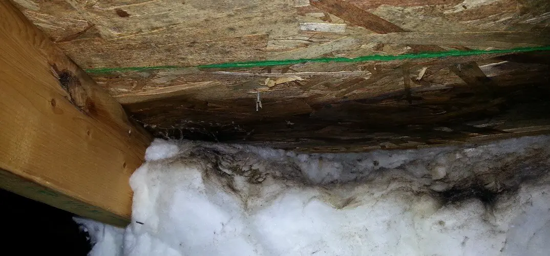 Mold in attic from moisture