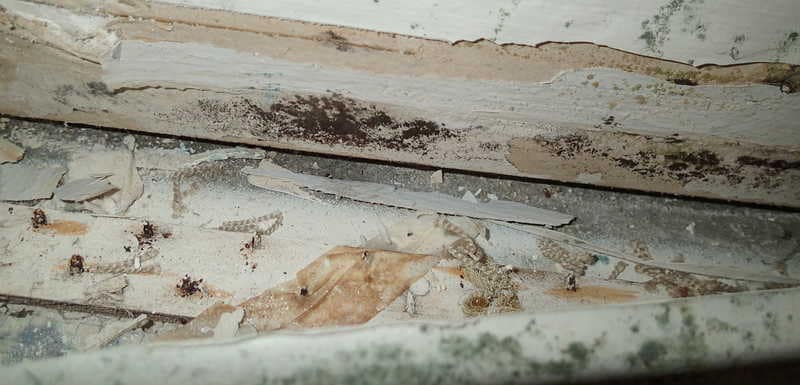 Mold behind trim from leak