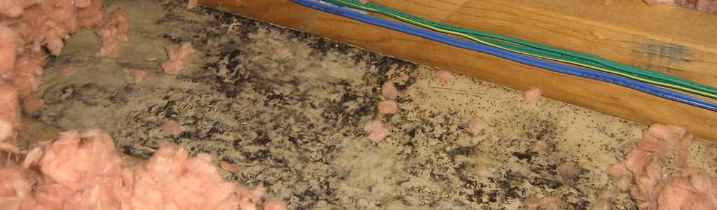 Mold On Attic Insulation Environix