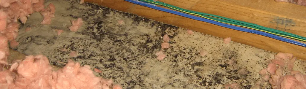 mold beneath insulation