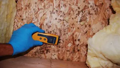 Mold near joists in a crawl space.