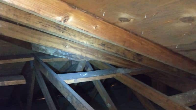 Mold growing on the attic sheathing.