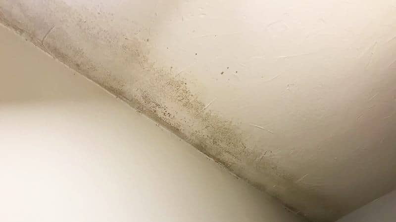 Mold growth on concrete ceiling in a condo. 