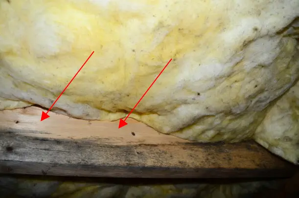 Mold growth on joists in the crawl space.