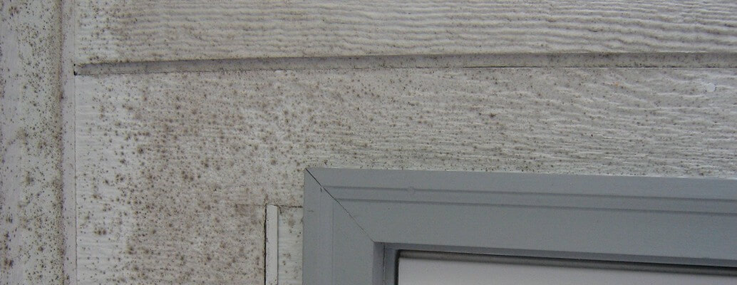 Siding Mold Growth Causes &amp; Prevention Strategies