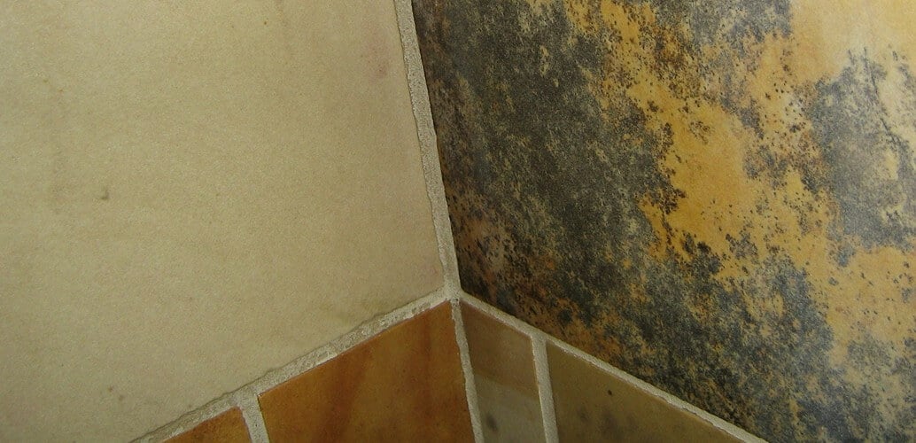 Bathroom Mold How To Identify And Get Rid Of In Environix - How To Remove Mold From Inside Bathroom Walls