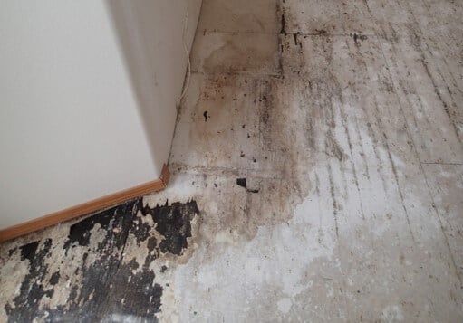 Mold growth in dining room