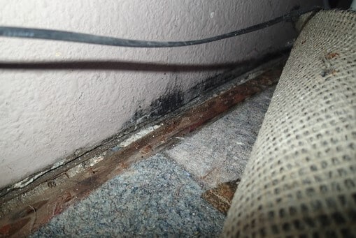 Mold growth on the wall toward the bottom of the wall. Client is replacing carpet in this room. 