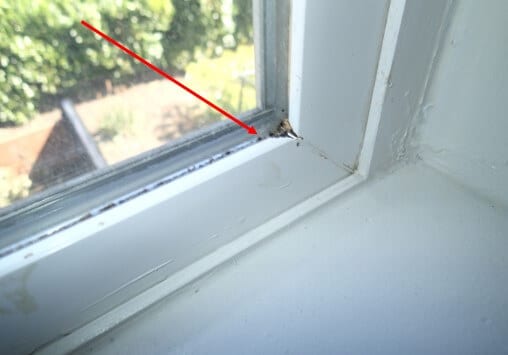 Minor mold growth-dirt present in window frames. 