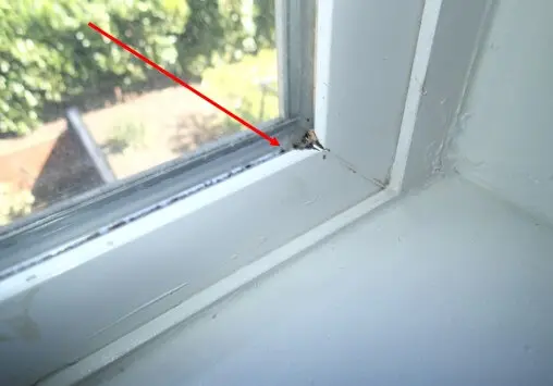 Minor mold growth-dirt present in window frames. 
