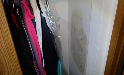 Mold Growth on Interior Closet Wall – No Moisture Noted