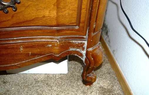 Mold Growth Noted on Furniture