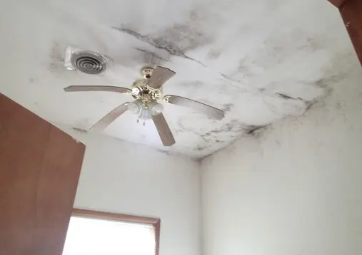 Mold growth observed on ceiling