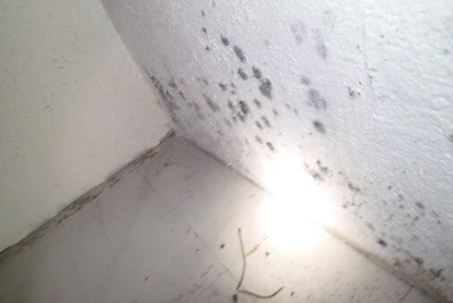Mold affected walls need removal to treat wall cavities for mold growth.