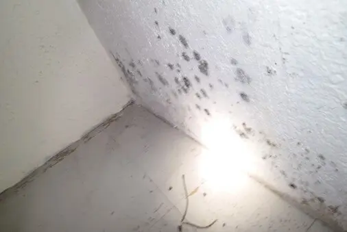 Mold affected walls need removal to treat wall cavities for mold growth.