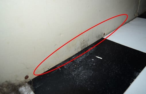Visible Mold Growth on Wallboard