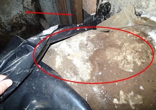 Mold growth.