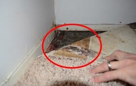 Mold Growth Under Carpet