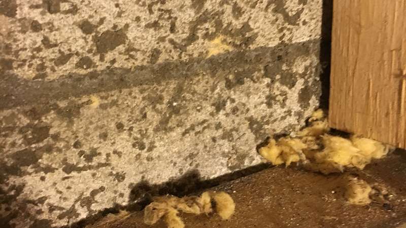 How To Get Rid Of And Prevent Mold Growth On Concrete Environix