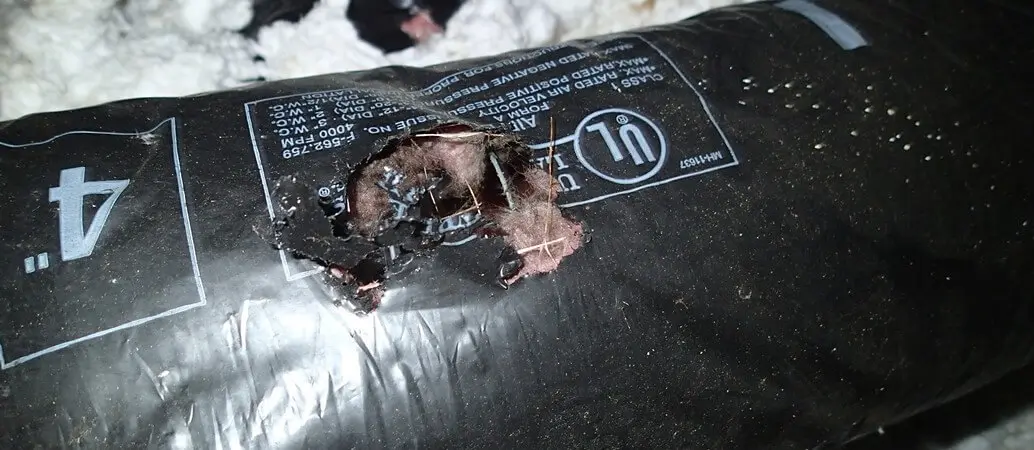 Rodents chewing through ducting in attic
