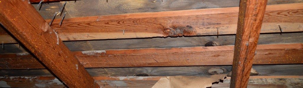 mold on plywood sheathing