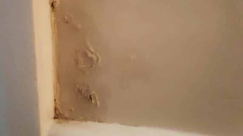 White Mold Growth In Your Home Causes Solutions Environix