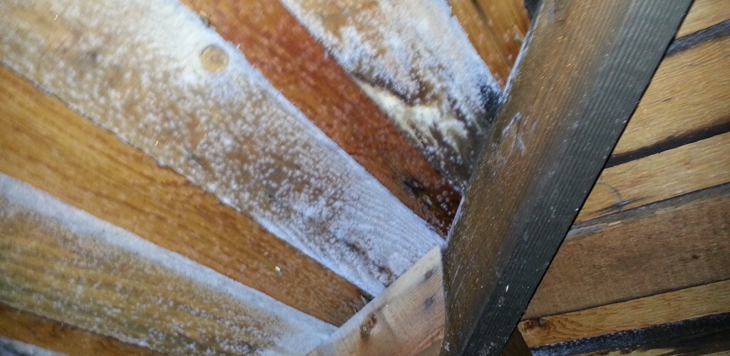 white mold growth on plywood in attic