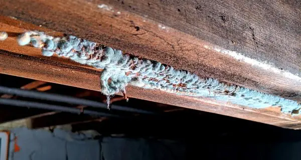 White mold growing on floor joist. 