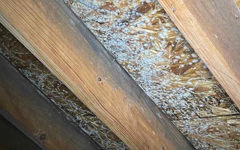 White mold growing on OSB sheathing in the attic.