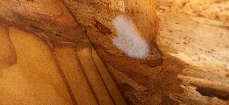white mold on attic sheathing.