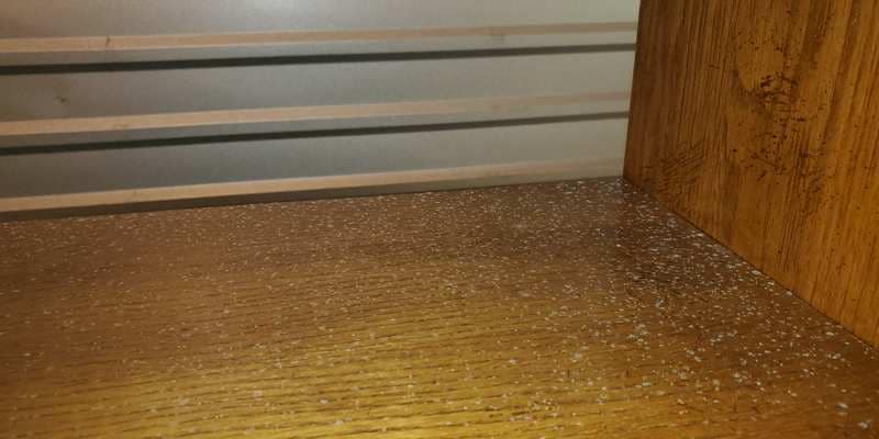 White Mold Growth In Your Home Causes, White Mold On Laminate Flooring