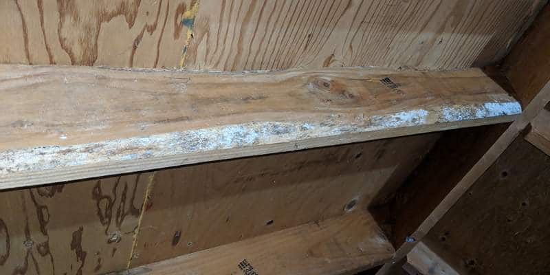 White mold growth on rafter.