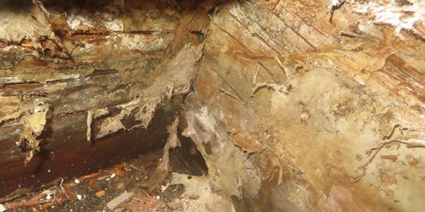 Wood rot due to fungal growth.
